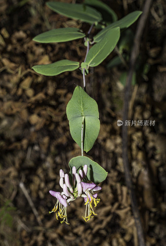 多年生藤本金银花(Lonicera hispidula)是金银花的一种，被称为粉红金银花，也被称为加州金银花。它是北美西海岸的一种低海拔林地灌木或藤本植物。Modini Mayacamas Preserve in the M